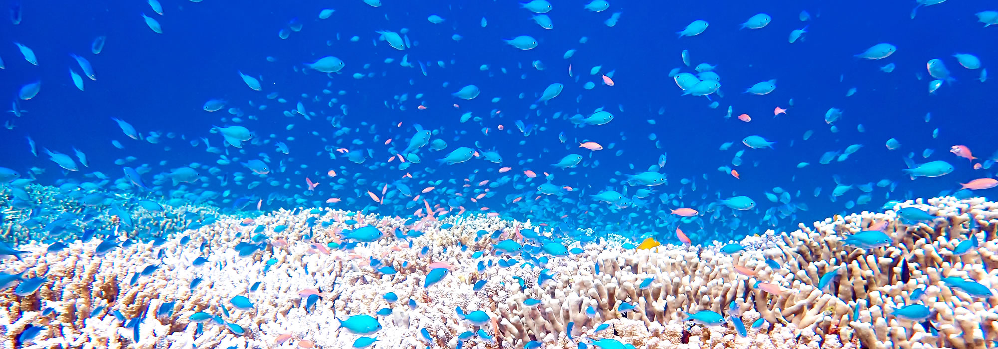 ダイビング中のサンゴ礁