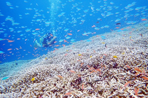 石垣島の珊瑚礁
