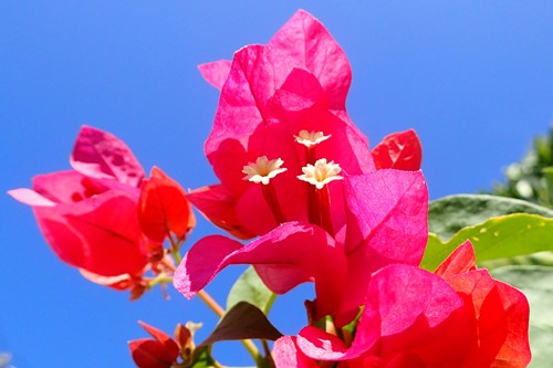石垣島の花